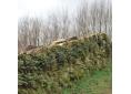 Station d'Asplenium ceterach