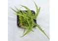 Asplenium ebenoides
