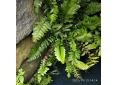 Asplenium marinum
