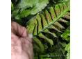 Asplenium marinum