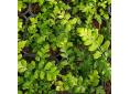 Asplenium marinum