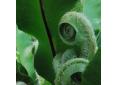 Asplenium scolopendrium.