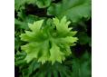 Asplenium scolopendrium 'Cristatum'.