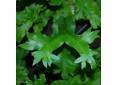 Asplenium scolopendrium 'Cristatum'.