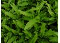 Asplenium scolopendrium 'Muricatum'.