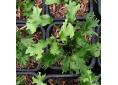 Asplenium scolopendrium 'Ramo-cristatum', godet de 8cm