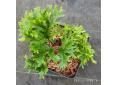 Asplenium scolopendrium 'Ramo-marginatum'