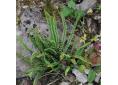 Asplenium trichomanes