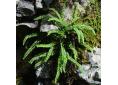 Asplenium trichomanes