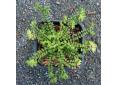 Asplenium trichomanes 'Cristatum'