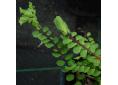 Aplenium trichomanes 'Cristatum'