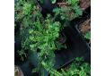 Asplenium trichomanes 'Cristatum'