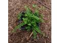 Asplenium trichomanes 'Stuart Williams' en godet.