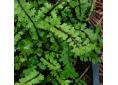 Asplenium trichomanes 'Stuart Williams'