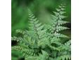 Athyrium otophorum var. okanum.