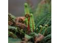 Blechnum spicant