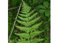 Dryopteris carthusiana