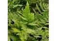 Dryopteris championii
