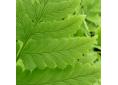 Dryopteris clintoniana