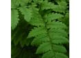 Dryopteris coreano-montana