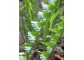 Dryopteris filix-mas 'Barnesii'