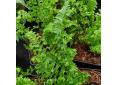 Dryopteris filix-mas 'Cristata'