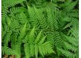 Dryopteris stewartii