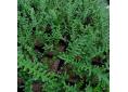 Polypodium cambricum 'Hornet'