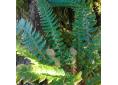 Polystichum neolobatum