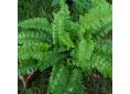 Polystichum polyblepharum