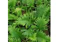 Polypodium cambricum