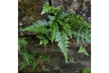 Asplenium adiantum-nigrum