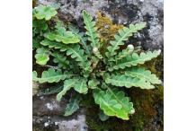 Asplenium ceterach