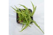 Asplenium ebenoides