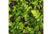 Asplenium marinum
