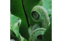 Asplenium scolopendrium