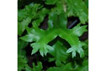 Asplenium scolopendrium 'Cristatum'