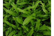 Asplenium scolopendrium 'Muricatum'