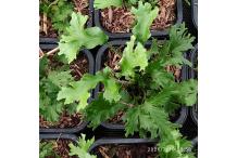Asplenium scolopendrium 'Ramo-cristatum'
