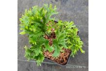 Asplenium scolopendrium 'Ramo-marginatum'