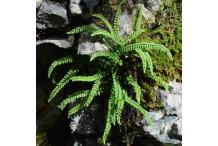 Asplenium trichomanes