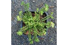 Asplenium trichomanes 'Cristatum'