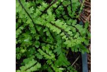 Asplenium trichomanes 'Stuart Williams'