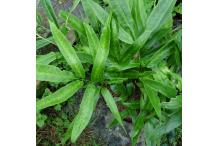 Coniogramme japonica 'Flavomaculata'
