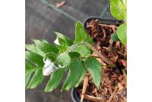 Cyrtomidictyum lepidocaulon