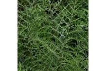 Dryopteris filix-mas 'Linearis Polydactyla'