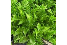 Dryopteris ludoviciana