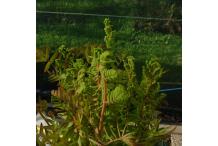 Osmunda regalis var. spectabilis