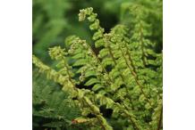 Polystichum makinoi