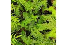Parathelypteris beddomei